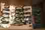 20330ca010 Subaru Oem Brz Coil Springs Scion Frs