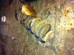 79-93 Ford Mustang Air/coil Spring Rear 4 Cylinder. Fixed Price $54.43.