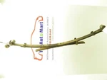 Passenger Rear Leaf Spring 4 Cylinder 3 Fits 05-15 Tacoma. Fixed Price $224.99.